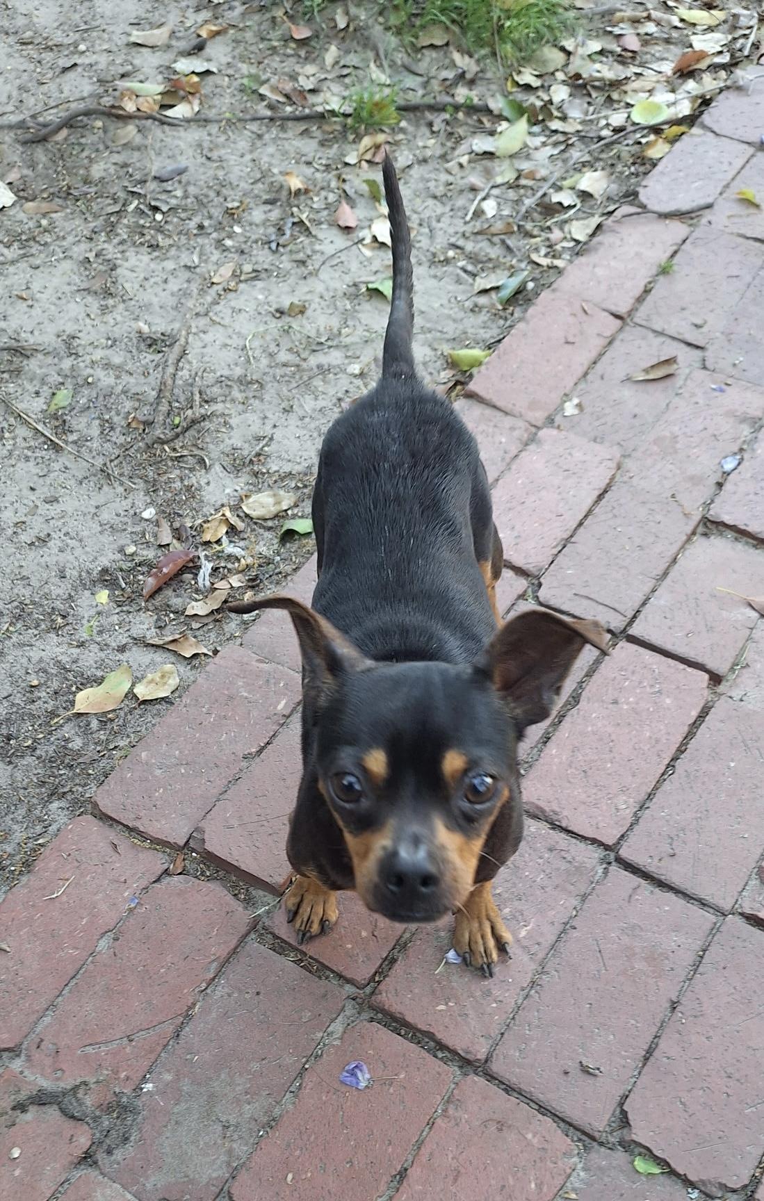 Enlarge Gomez, an adopted mixed breed in Mobile, AL image 4/6