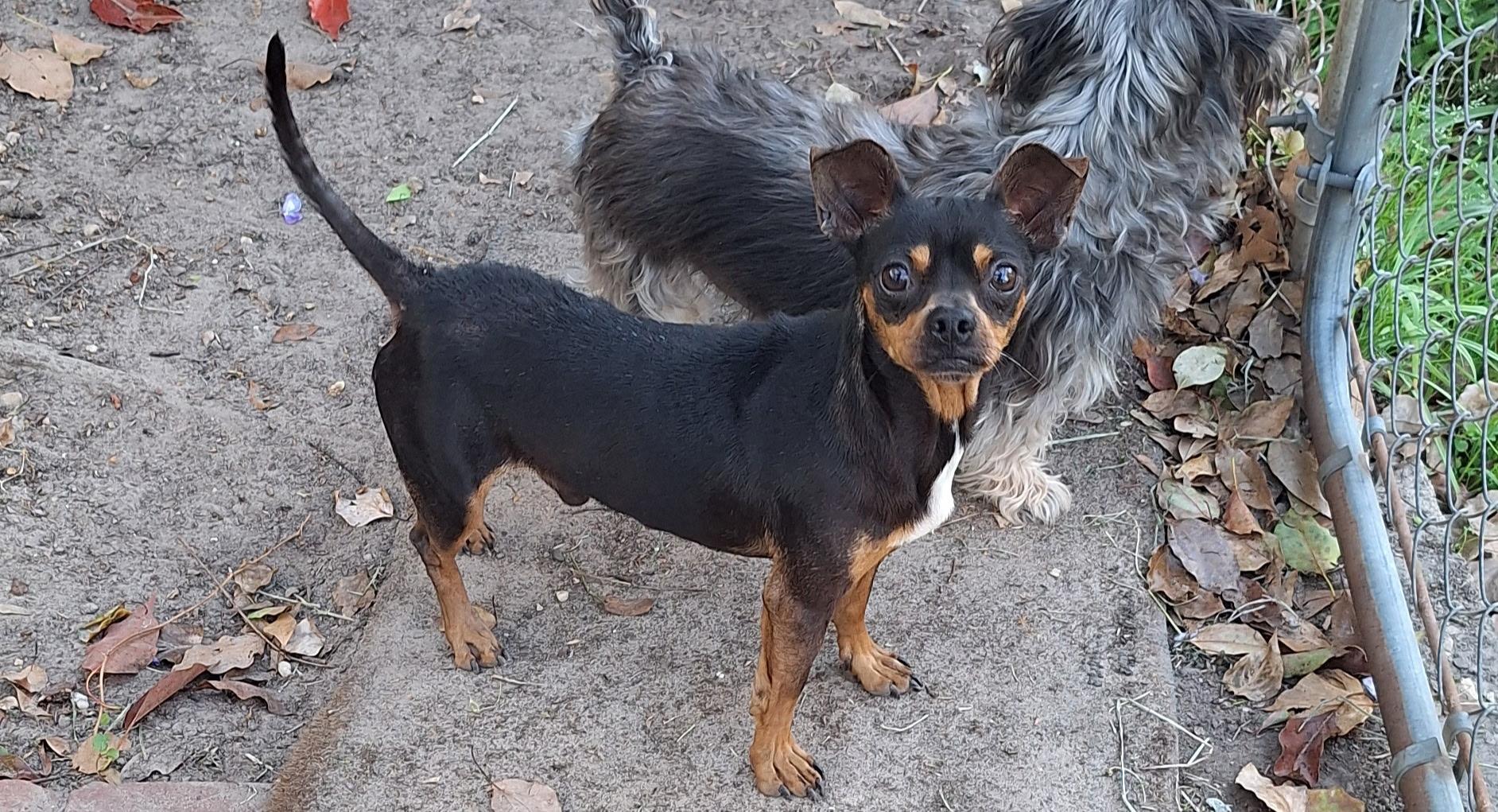 Enlarge Gomez, an adopted mixed breed in Mobile, AL image 2/6
