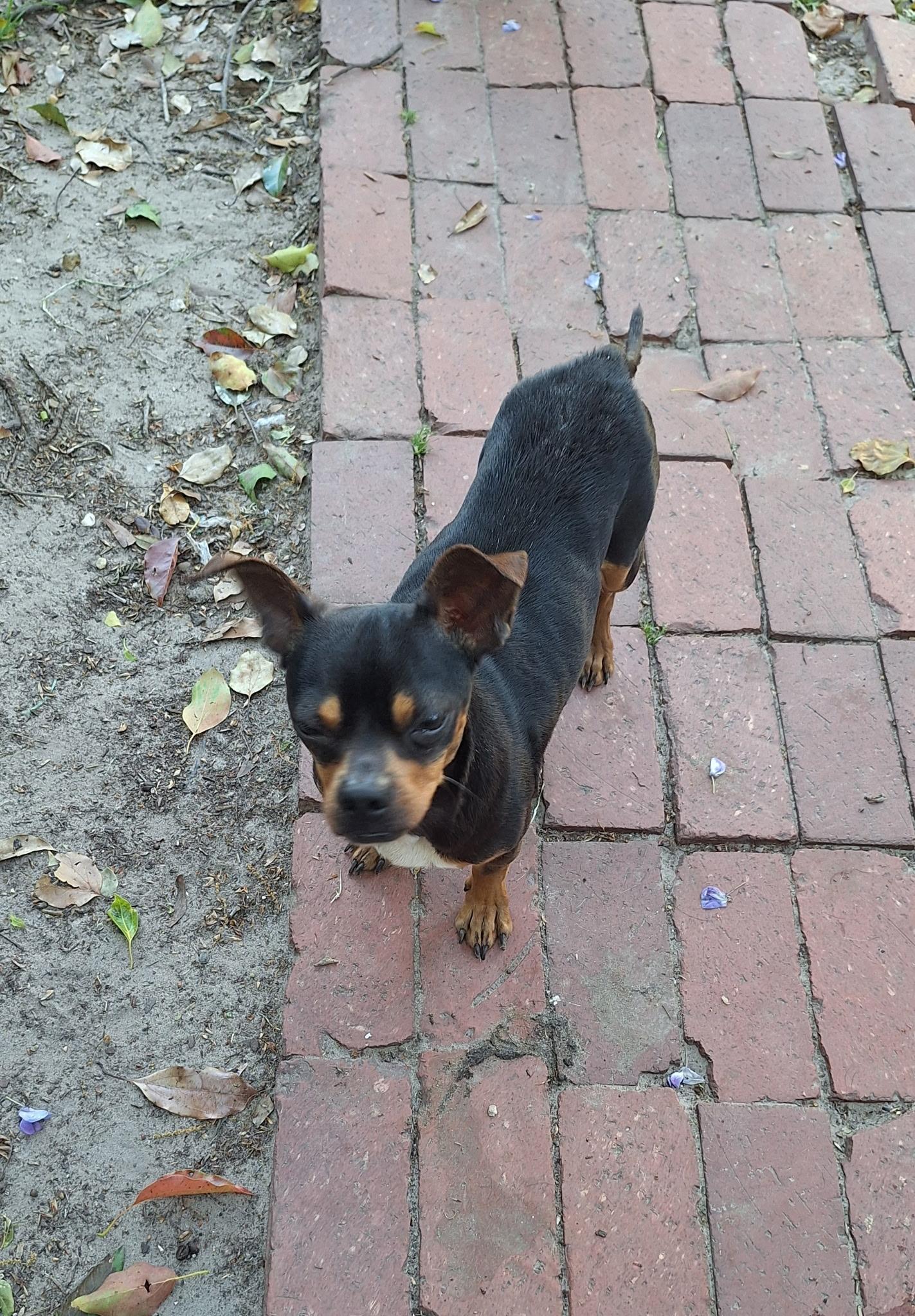 Enlarge Gomez, an adopted mixed breed in Mobile, AL image 6/6