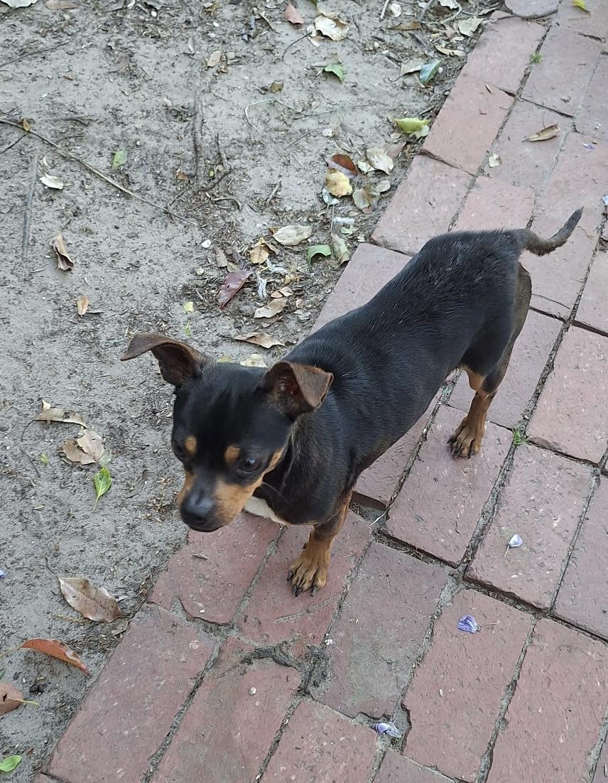 Enlarge Gomez, an adopted mixed breed in Mobile, AL image 5/6