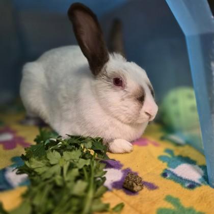 Enlarge Soymilk Latte, a Adoptable mixed breed in Sacramento, CA image 2/3