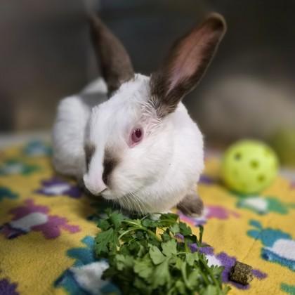 Enlarge Soymilk Latte, a Adoptable mixed breed in Sacramento, CA image 3/3