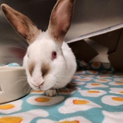 Soymilk Latte, Adoptable, Baby Female Dwarf.