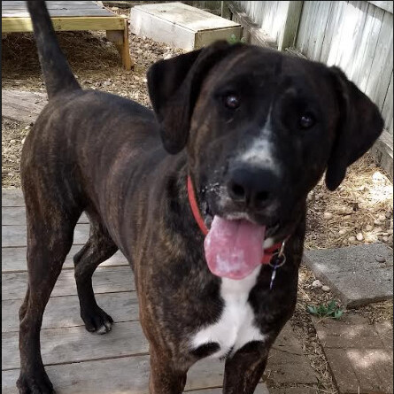 Brucie, a Adoptable mixed breed in Barrington Hills, IL image 1/6