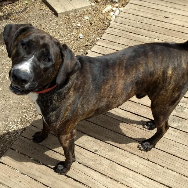 Brucie, a Adoptable mixed breed in Barrington Hills, IL image 2/6