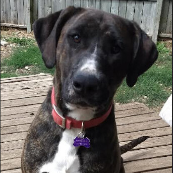 Brucie, a Adoptable mixed breed in Barrington Hills, IL image 3/6