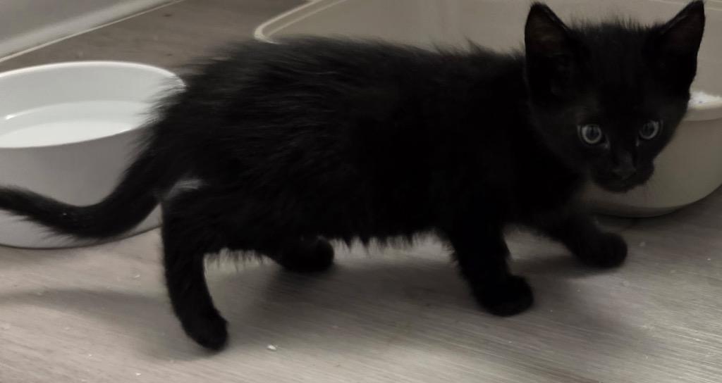 Vega, Adoptable, Kitten Male Domestic Short Hair.