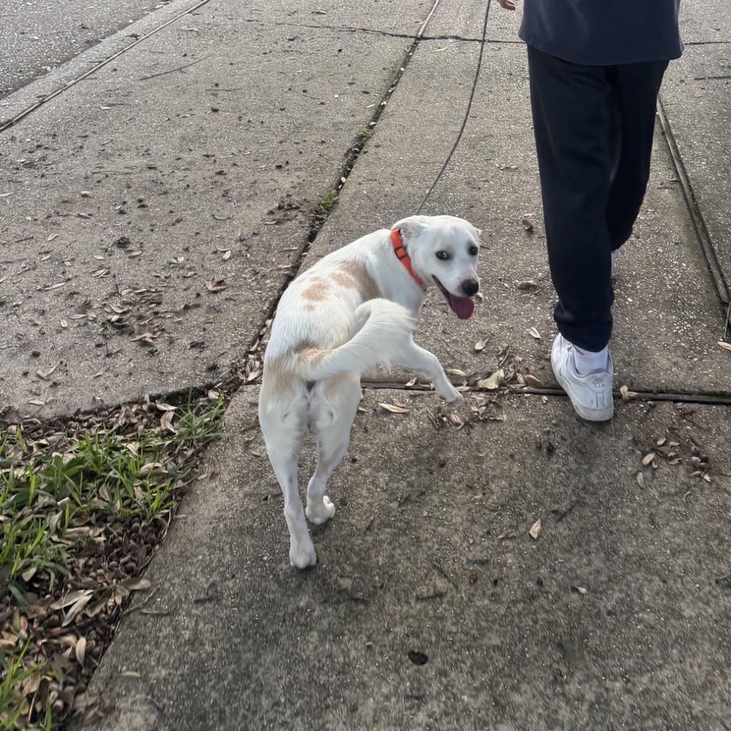 Petey, Adoptable, Young Male Jack Russell Terrier & Dachshund.