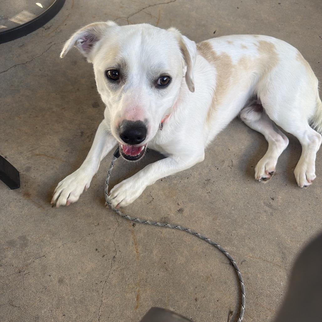 Enlarge Petey, a Adoptable mixed breed in Baton Rouge, LA image 3/6