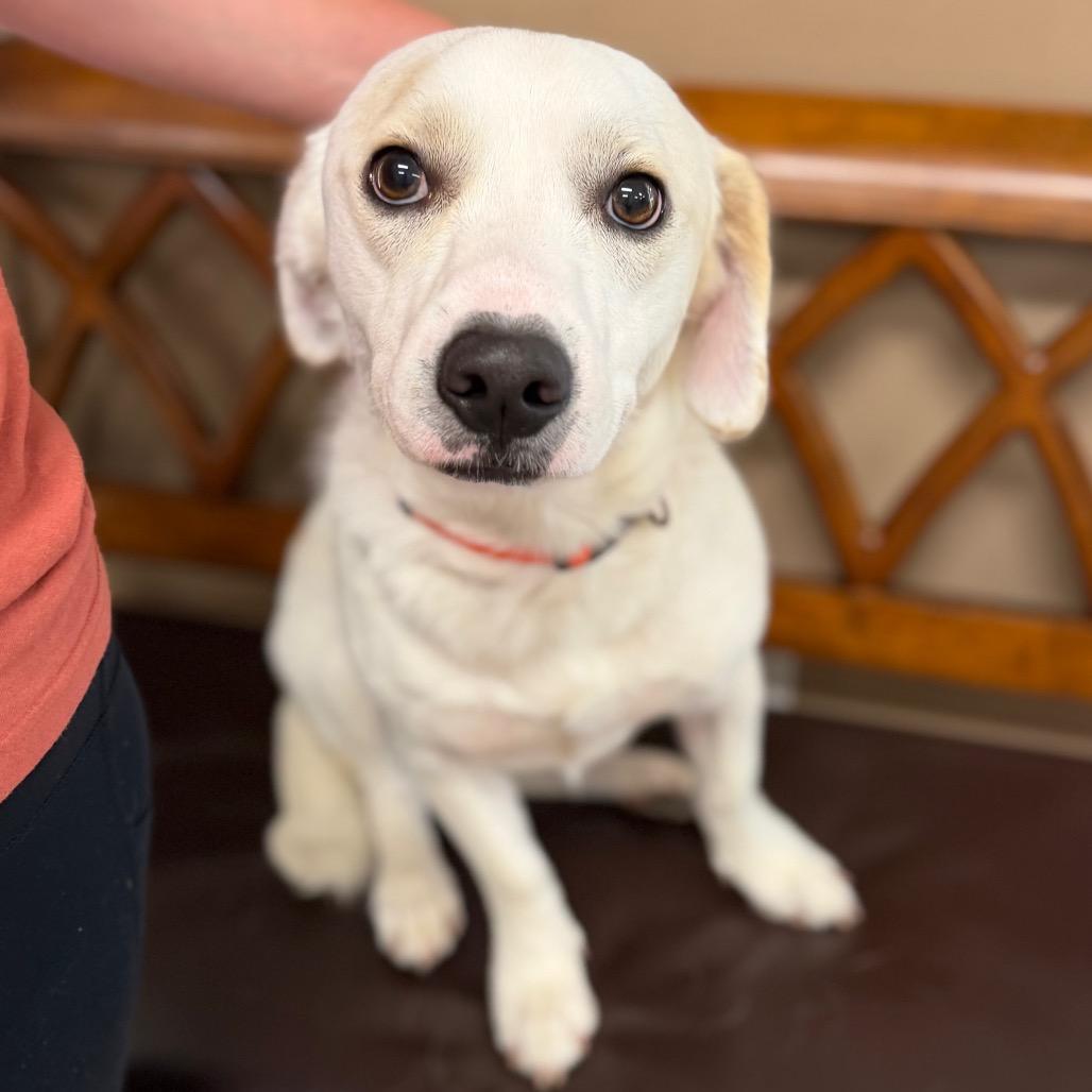 Enlarge Petey, a Adoptable mixed breed in Baton Rouge, LA image 4/6