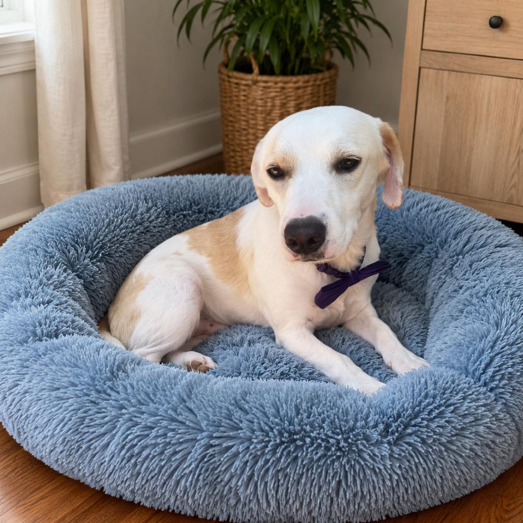 Enlarge Petey, a Adoptable mixed breed in Baton Rouge, LA image 5/6