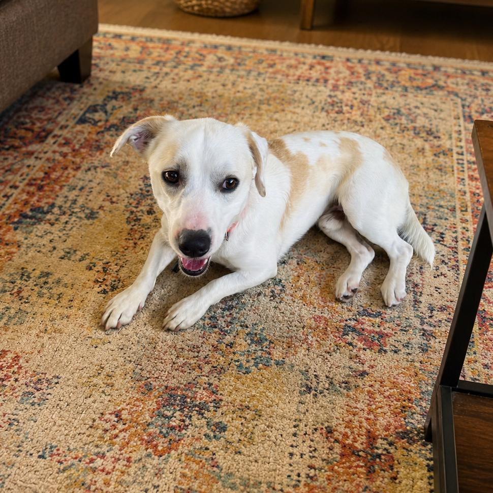 Enlarge Petey, a Adoptable mixed breed in Baton Rouge, LA image 6/6