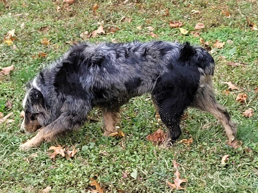 Asia, Adoptable, Adult Female Australian Shepherd.