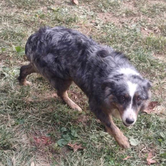 Asia, a Adoptable Australian Shepherd in Catlettsburg, KY image 2/6