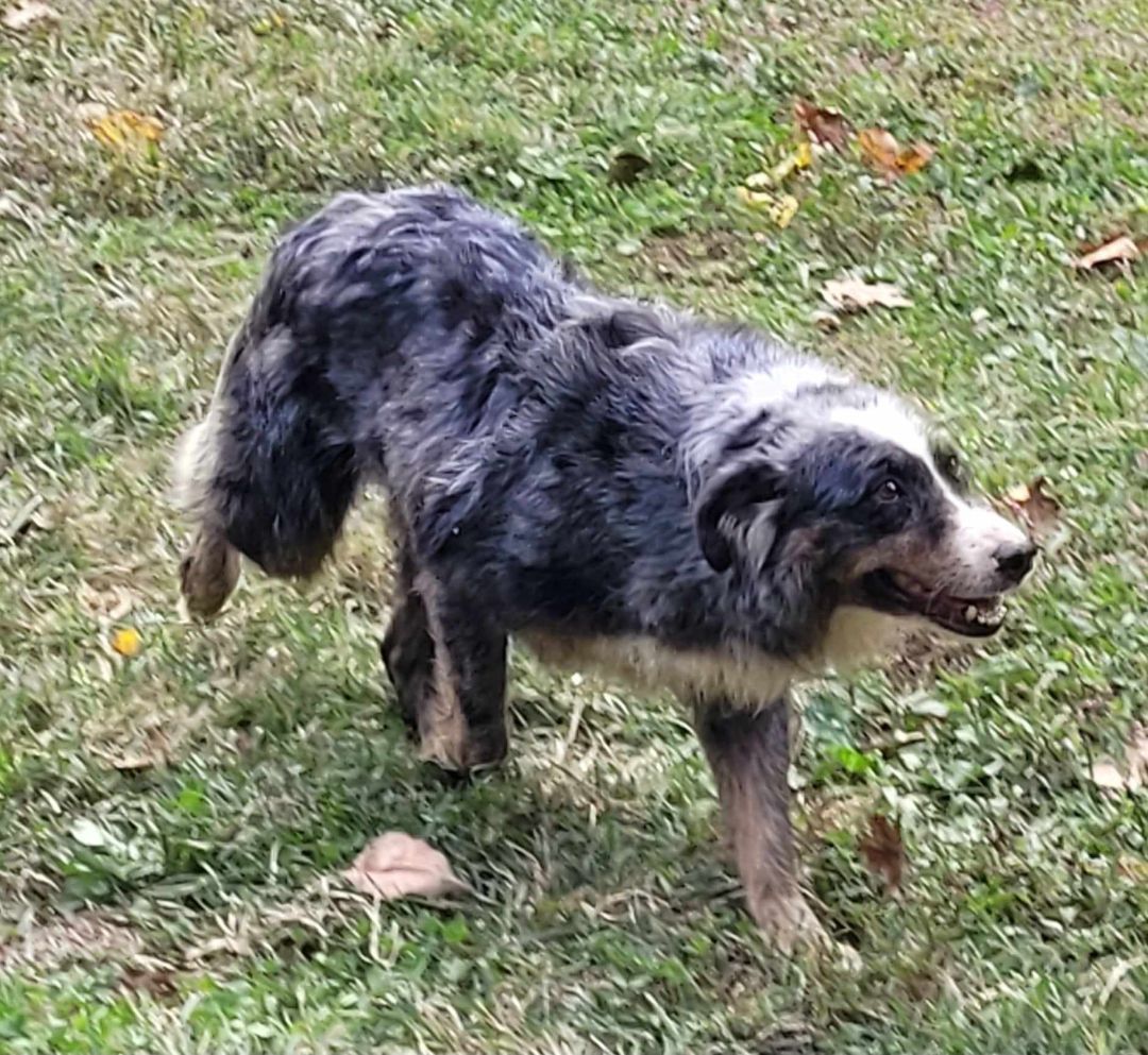 Asia, a Adoptable Australian Shepherd in Catlettsburg, KY image 3/6