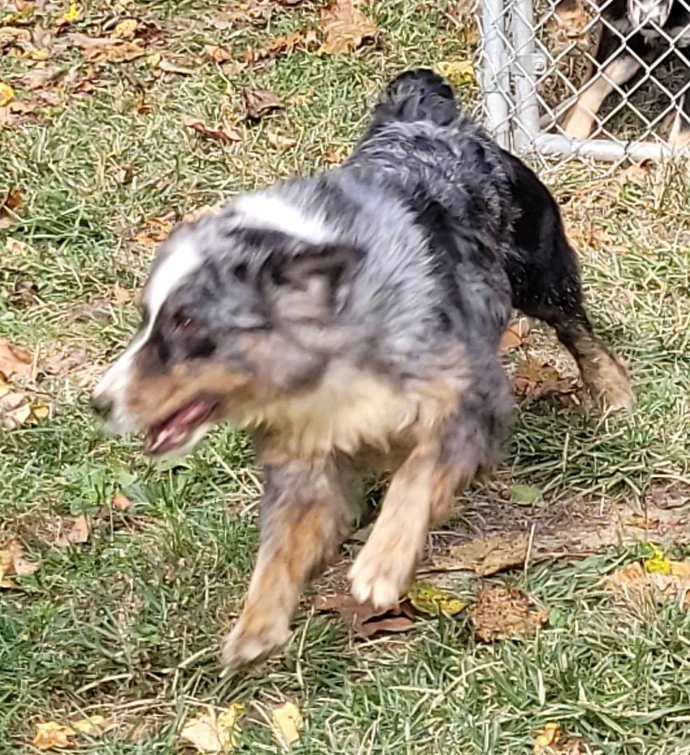 Asia, a Adoptable Australian Shepherd in Catlettsburg, KY image 4/6
