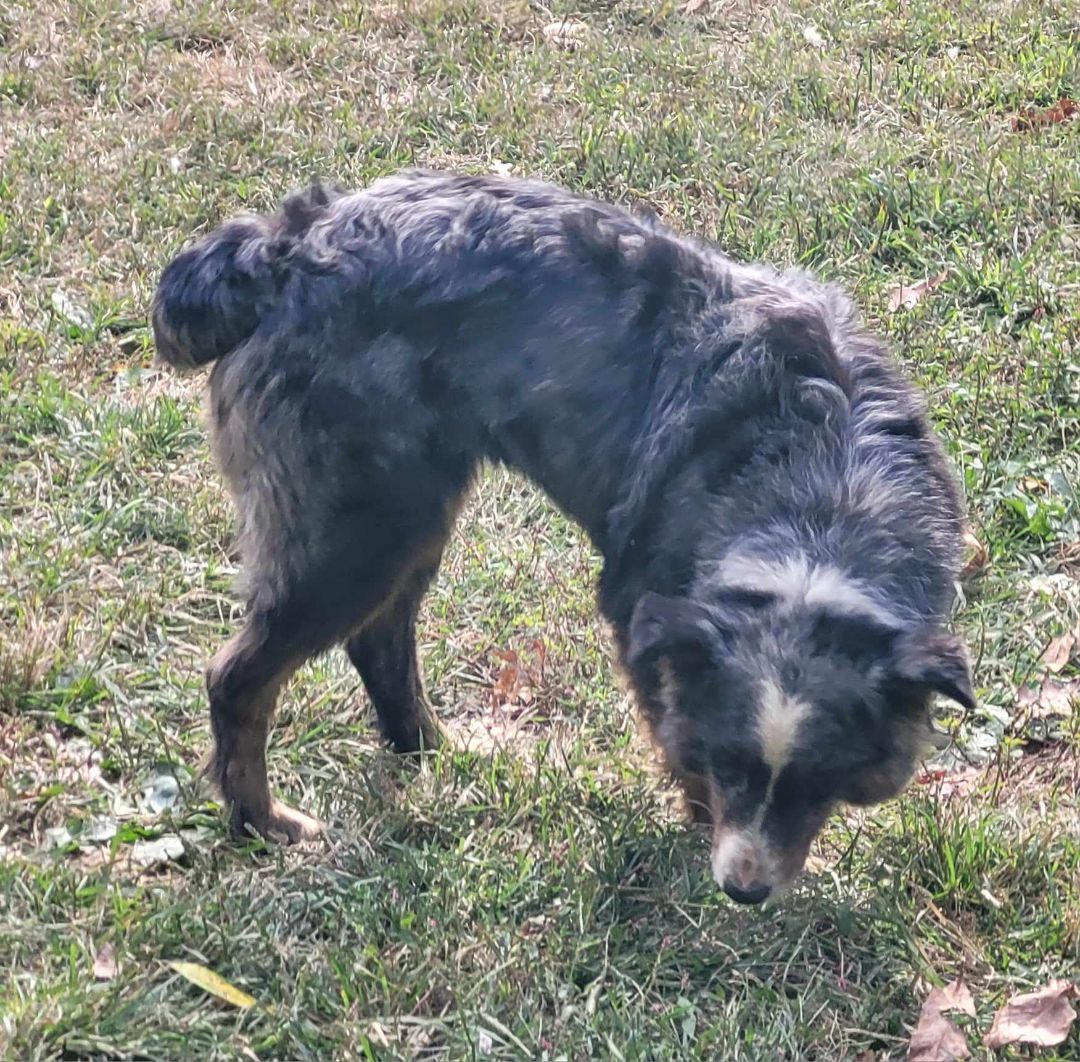 Asia, a Adoptable Australian Shepherd in Catlettsburg, KY image 5/6