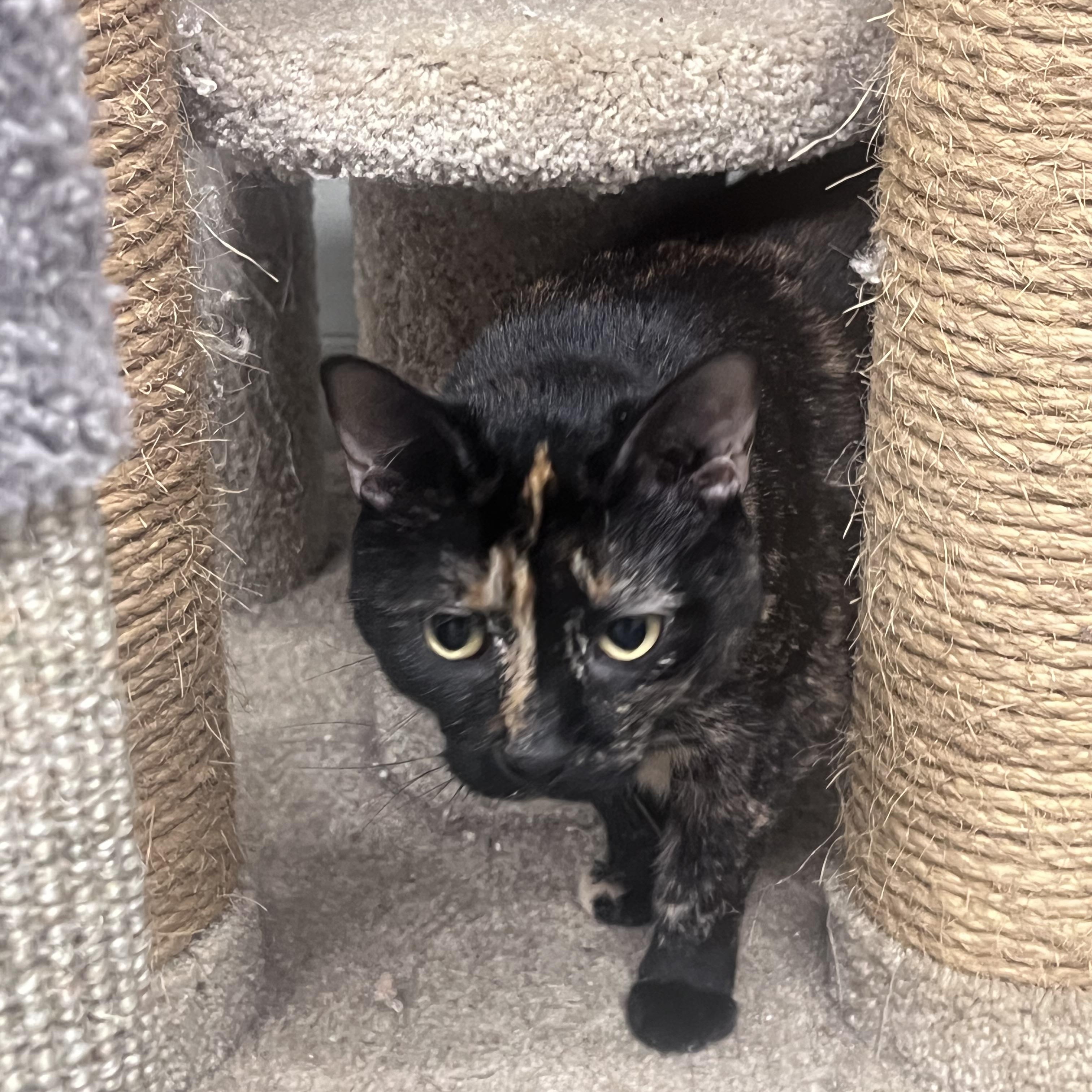 Enlarge WINNIE, a Adoptable Dilute Tortoiseshell in Jeffersonville, IN image 3/3