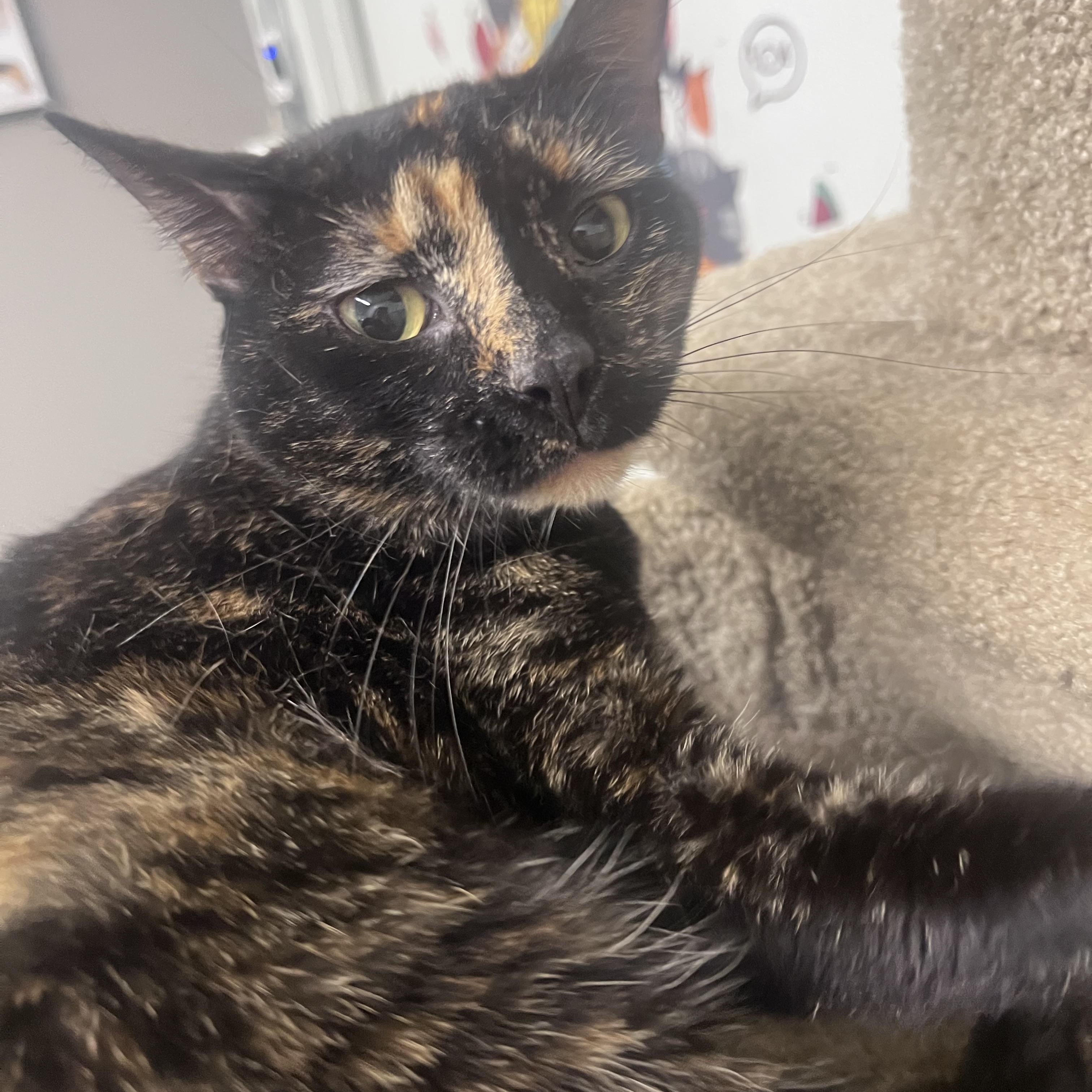 WINNIE, Adoptable, Adult Female Dilute Tortoiseshell.