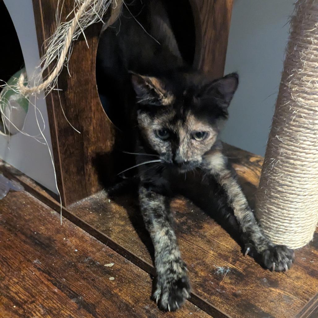 Enlarge Annie, a Adoptable Domestic Short Hair in Brooklyn Center, MN image 2/6
