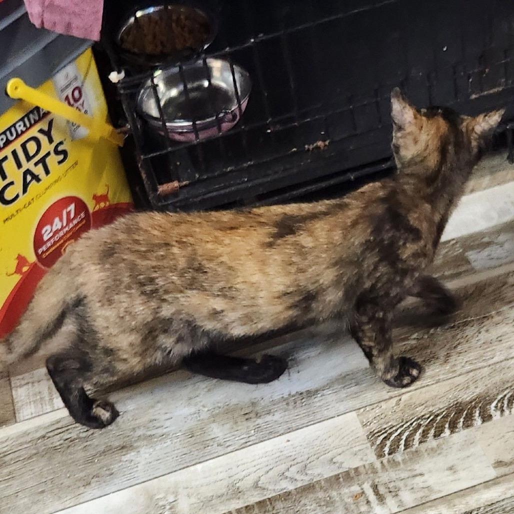Enlarge Annie, a Adoptable Domestic Short Hair in Brooklyn Center, MN image 3/6