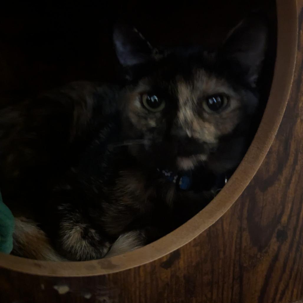 Enlarge Annie, a Adoptable Domestic Short Hair in Brooklyn Center, MN image 4/6