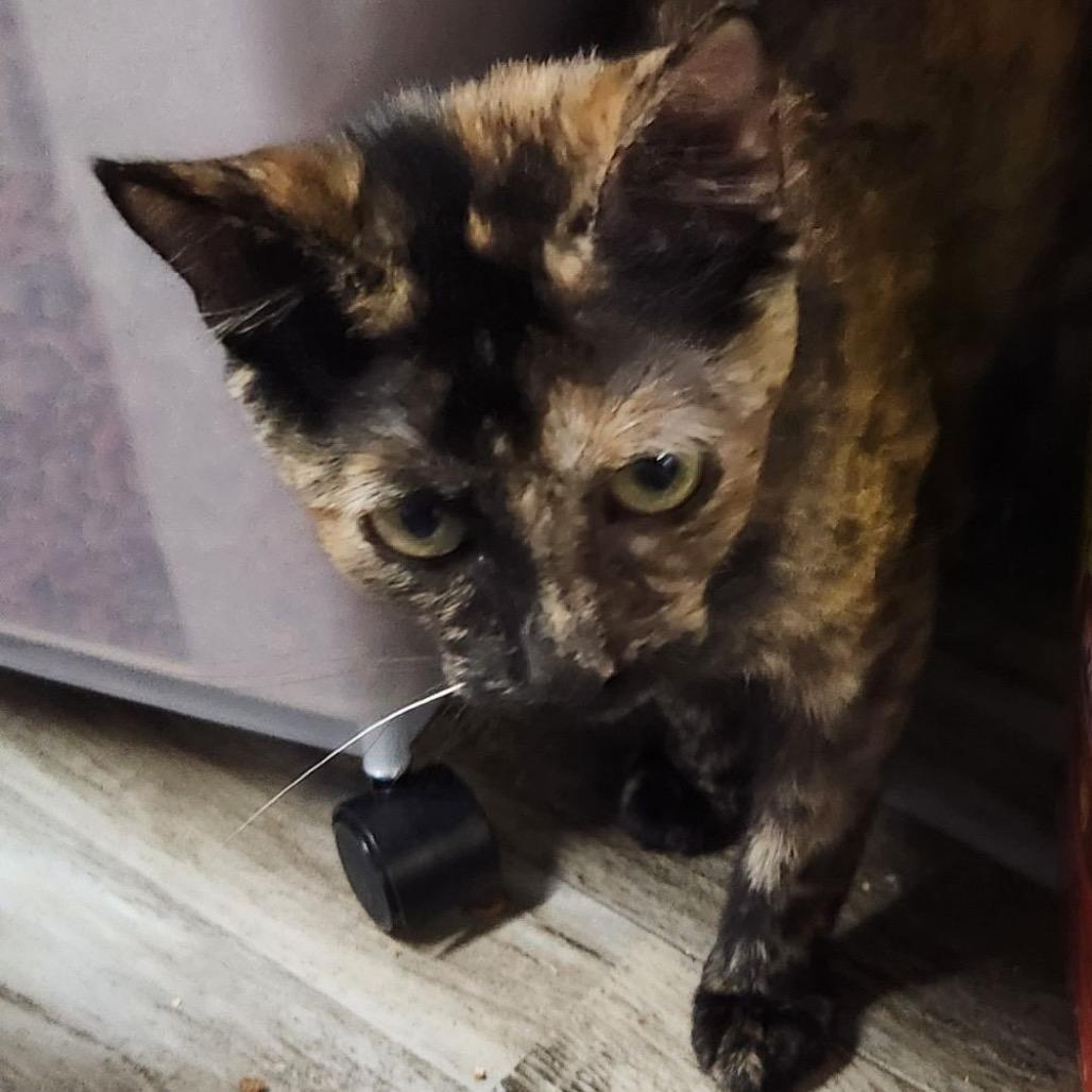 Enlarge Annie, a Adoptable Domestic Short Hair in Brooklyn Center, MN image 5/6