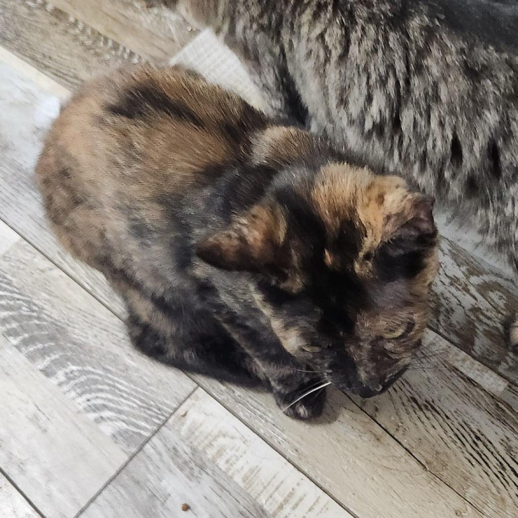 Enlarge Annie, a Adoptable Domestic Short Hair in Brooklyn Center, MN image 6/6