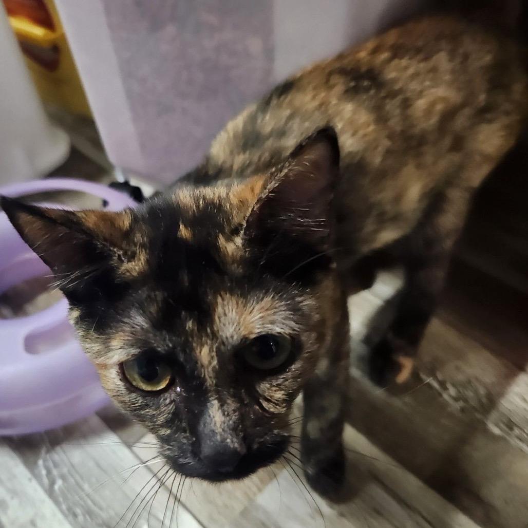 Annie, Adoptable, Young Female Domestic Short Hair.