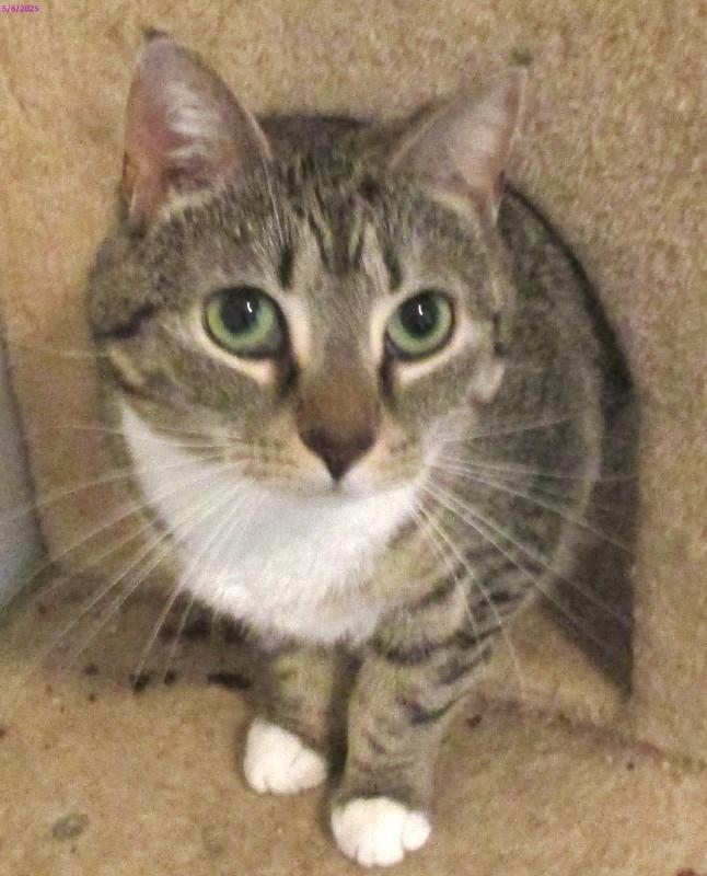 Haley, Adult Female unknown