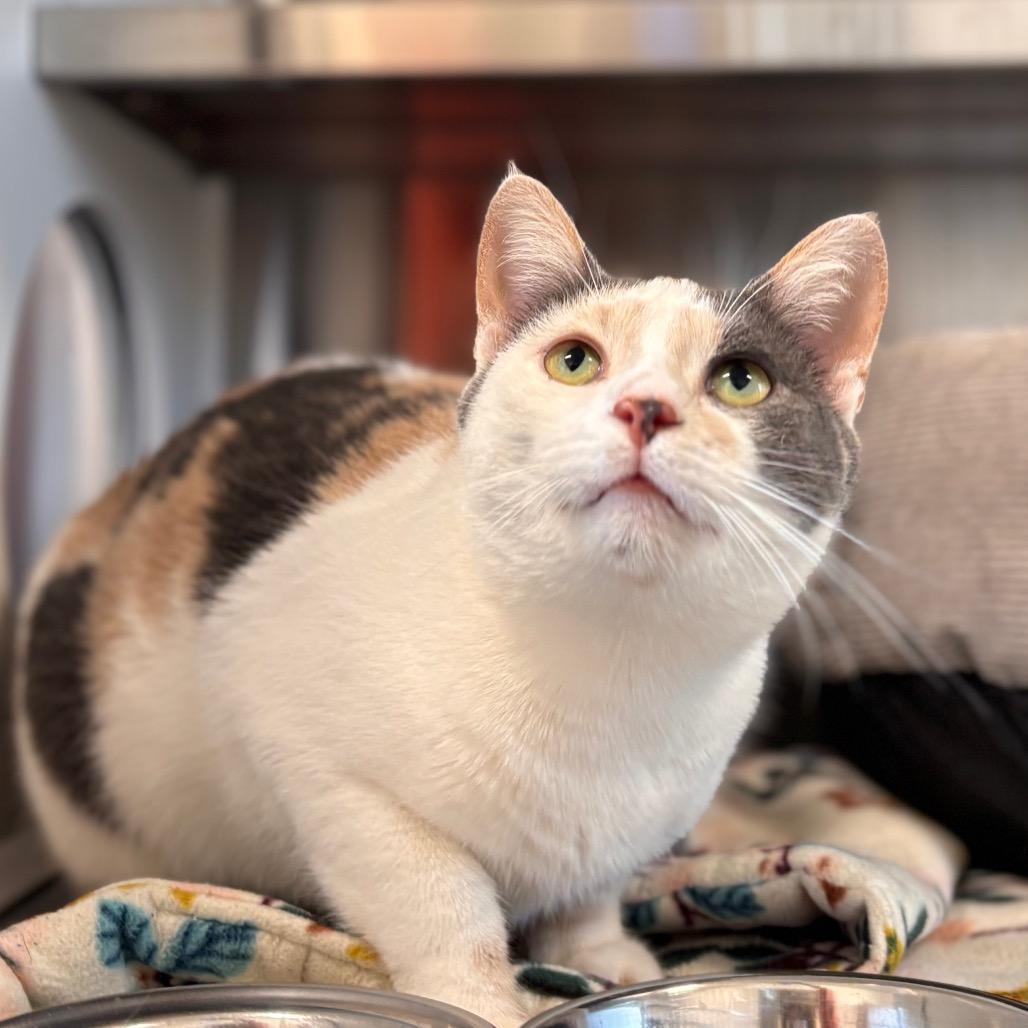 Gracie, Adoptable, Adult Female Domestic Short Hair.