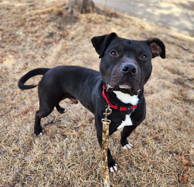STONE, Adoptable, Young Male Pit Bull Terrier.