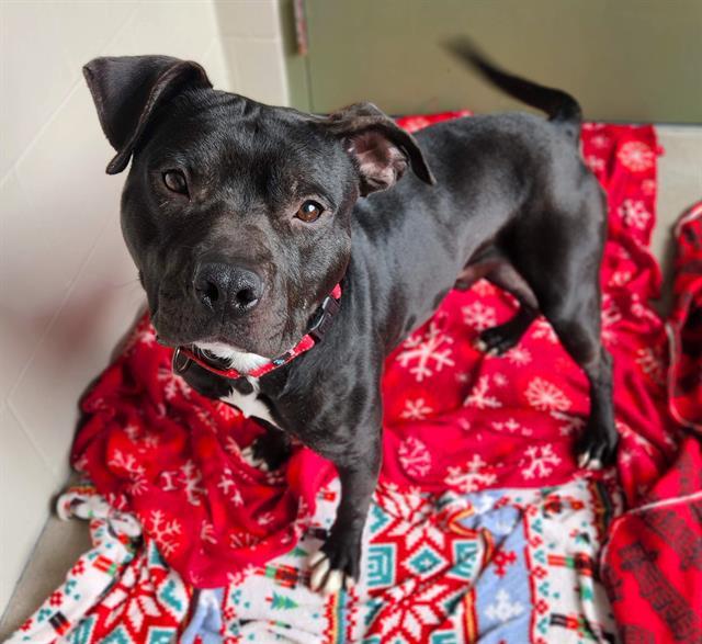 STONE, Adoptable, Young Male Pit Bull Terrier.