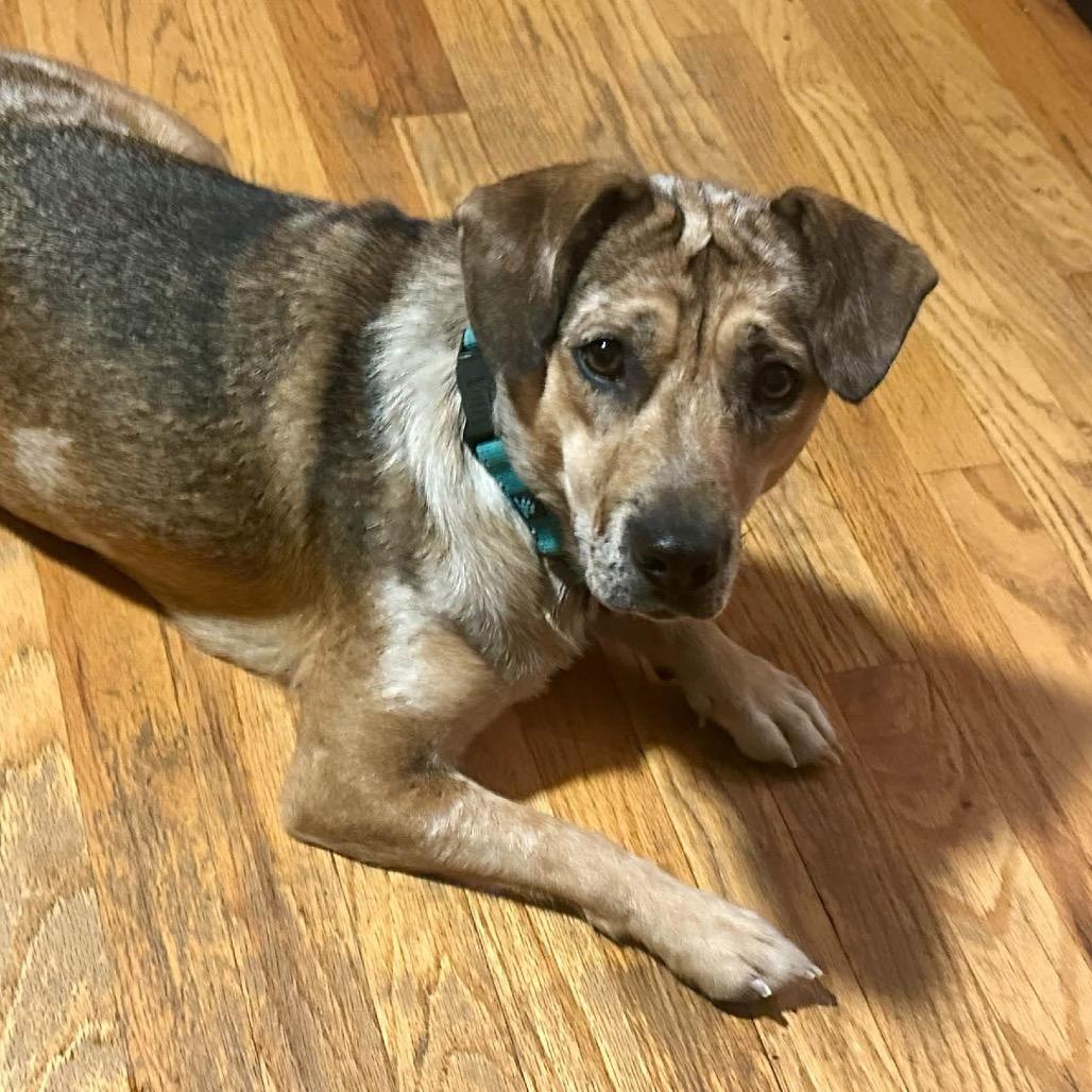 Enlarge Pancake Patti, a Adoptable Mixed Breed in Prospect, KY image 1/1
