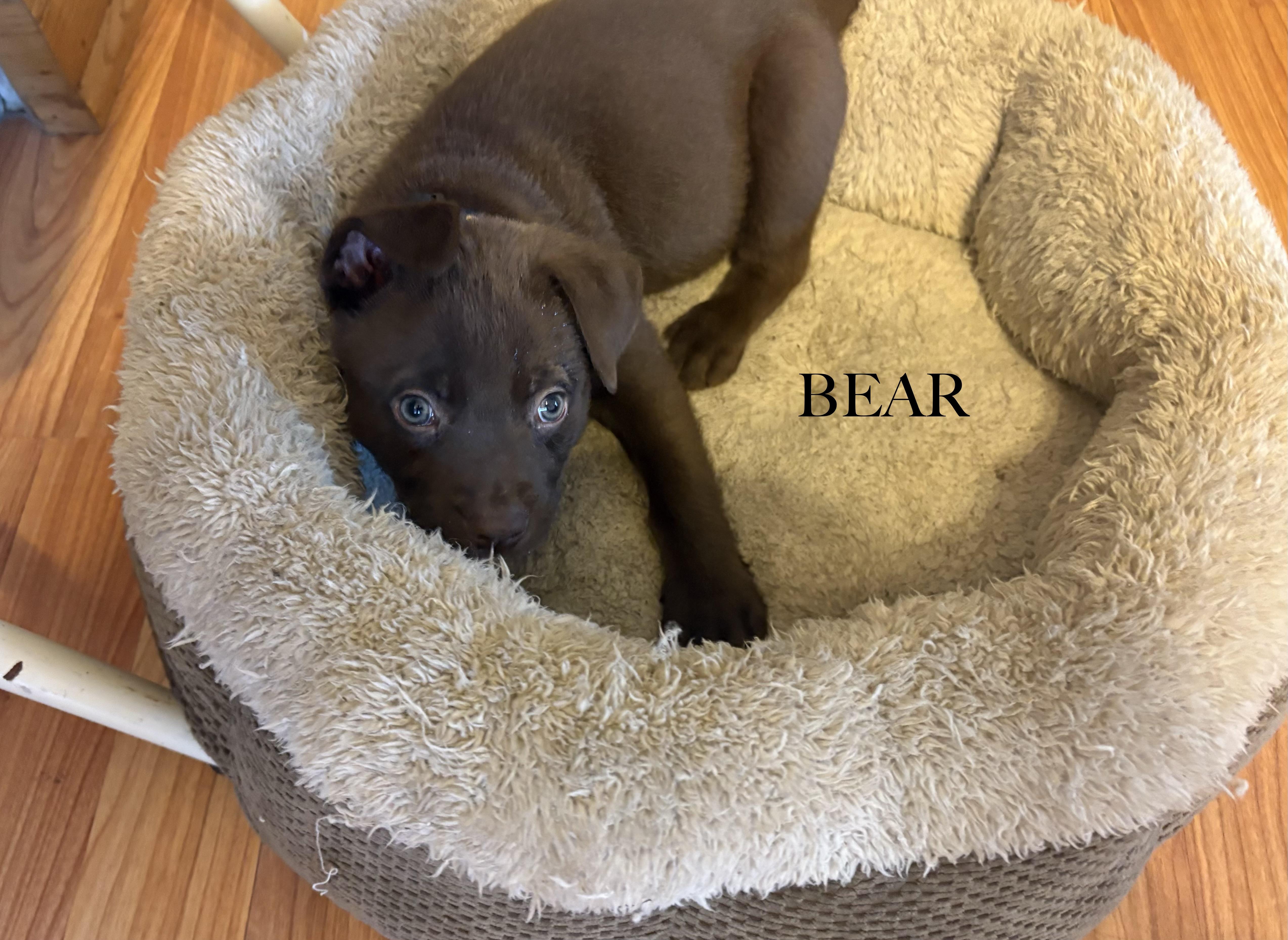 Bear, an adopted mixed breed in Aurora, IL image 3/3