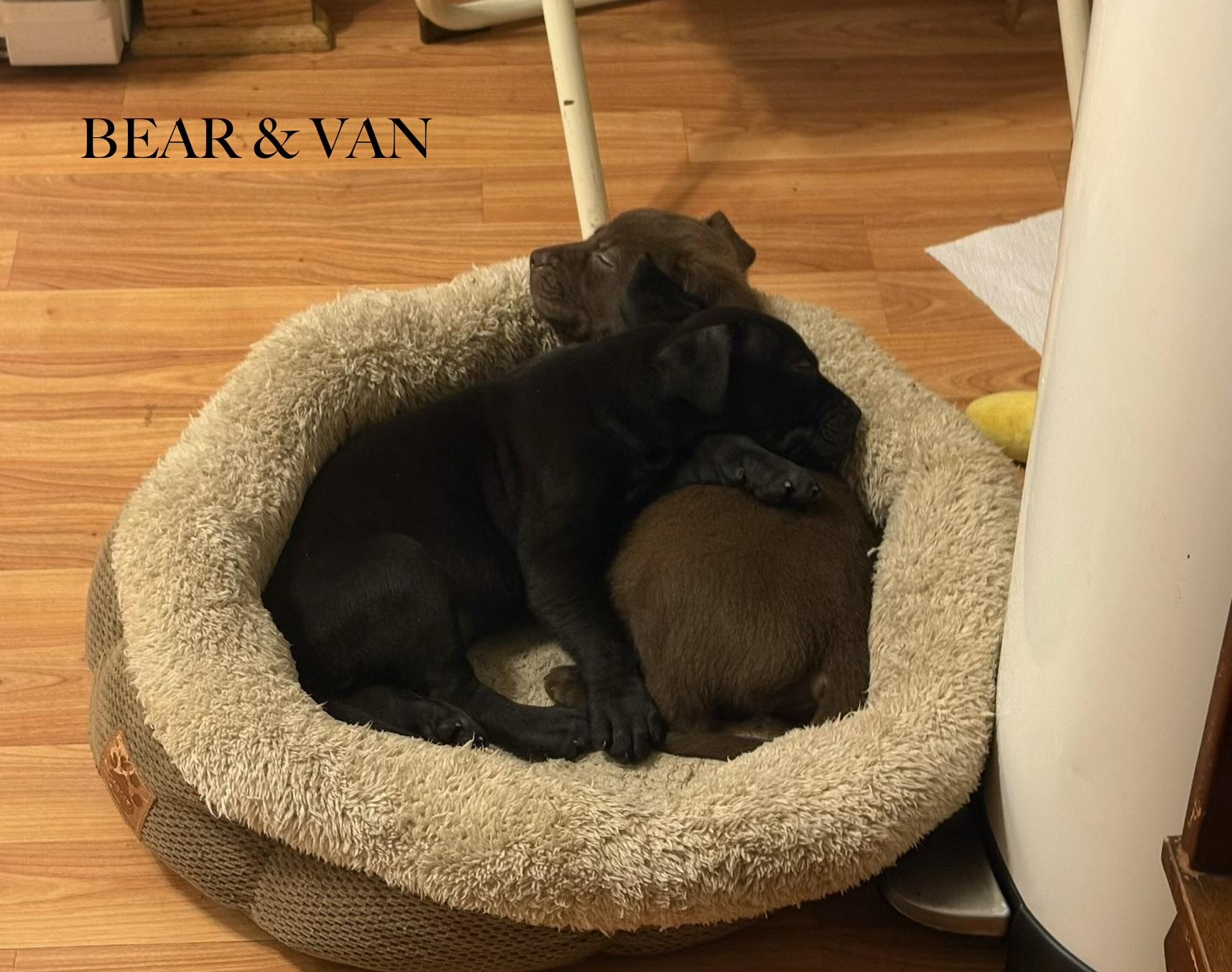 Bear, adopted, Puppy Male Labrador Retriever.