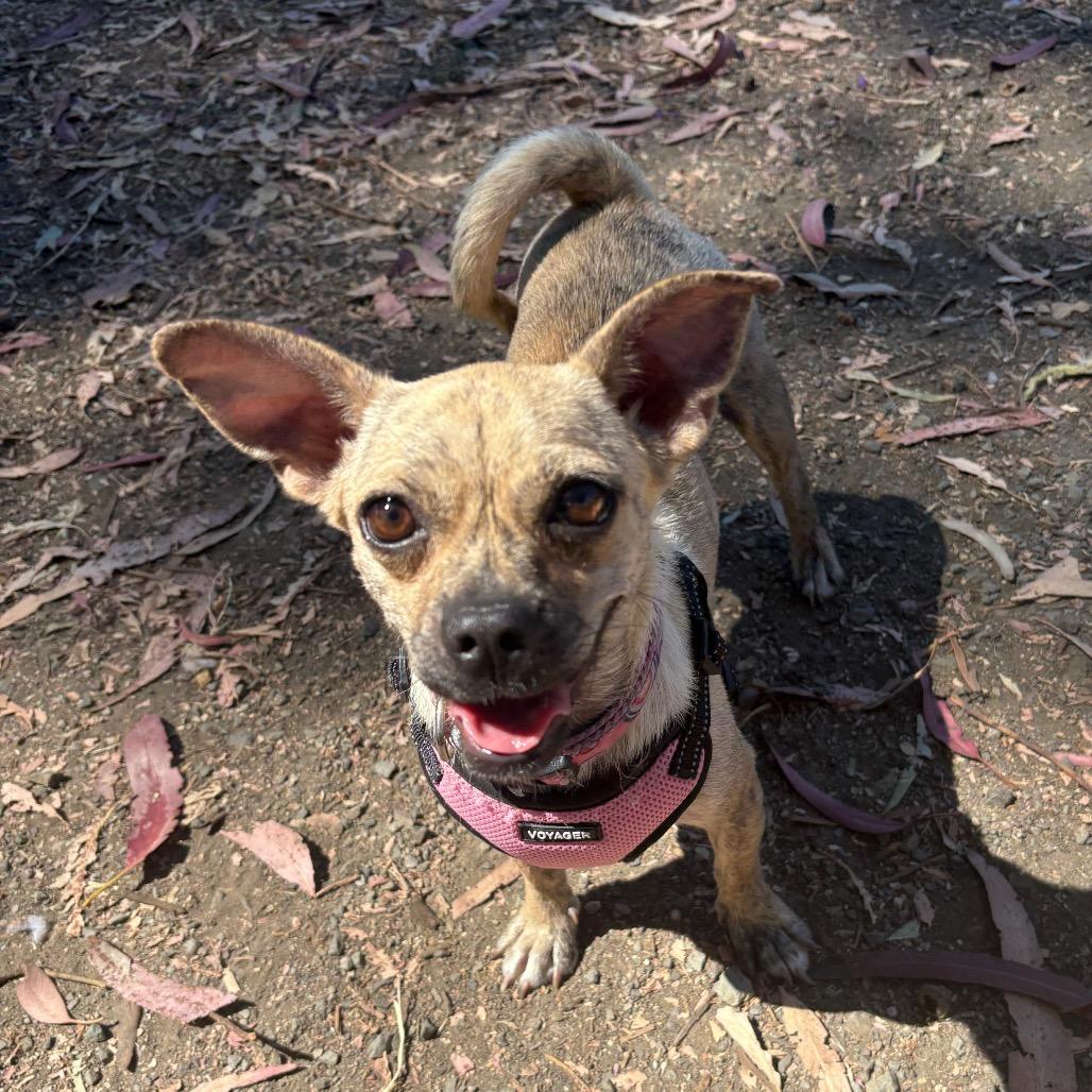Pansy, Adoptable, Adult Female Chihuahua & French Bulldog.
