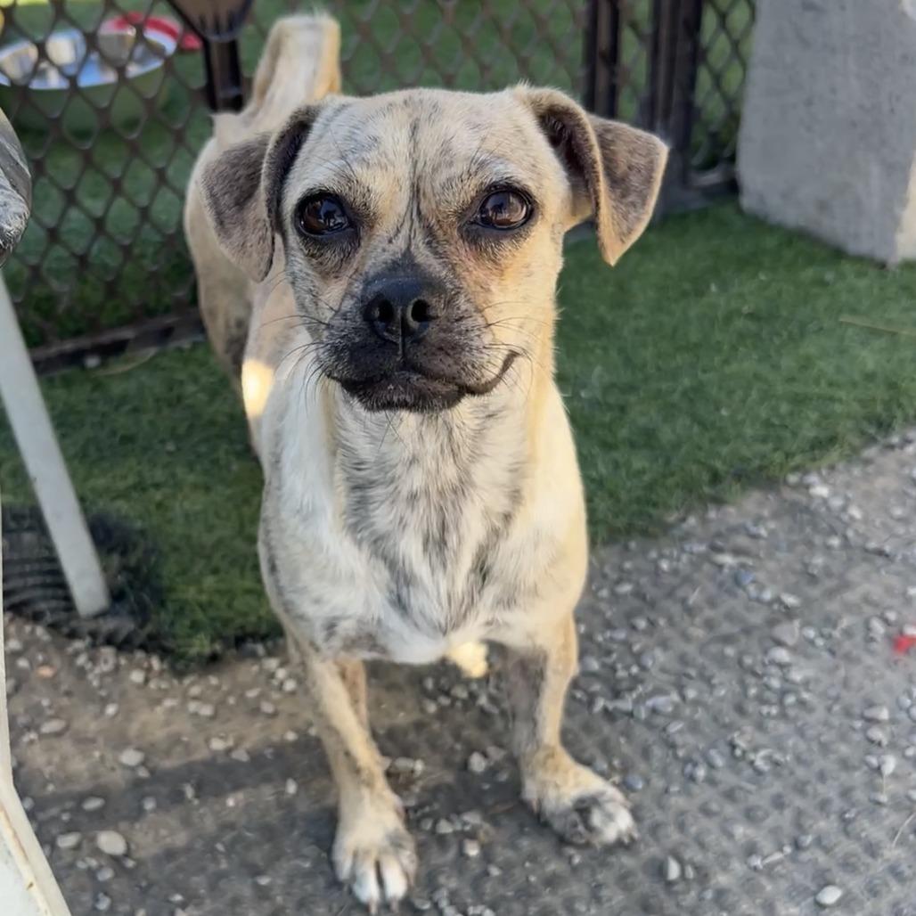 Enlarge Pansy, a Adoptable mixed breed in San Pablo, CA image 2/6