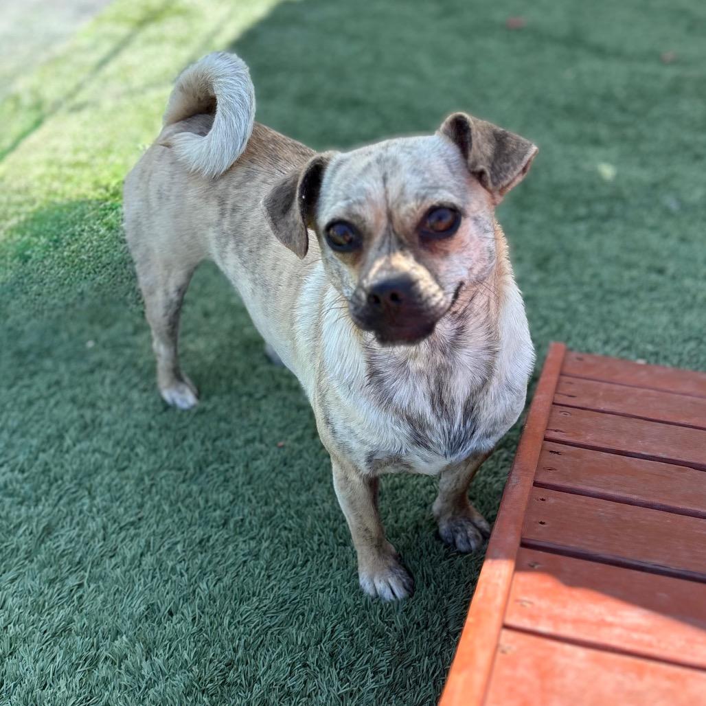 Enlarge Pansy, a Adoptable mixed breed in San Pablo, CA image 3/6
