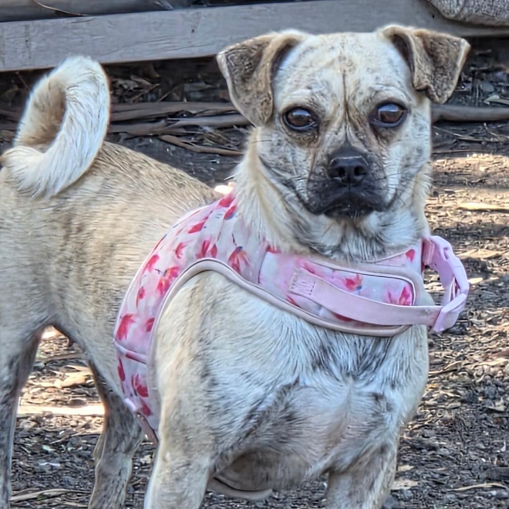 Enlarge Pansy, a Adoptable mixed breed in San Pablo, CA image 4/6