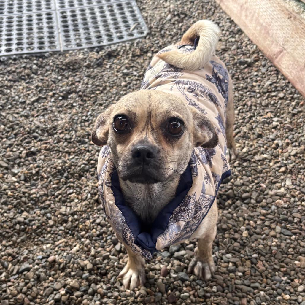 Enlarge Pansy, a Adoptable mixed breed in San Pablo, CA image 5/6