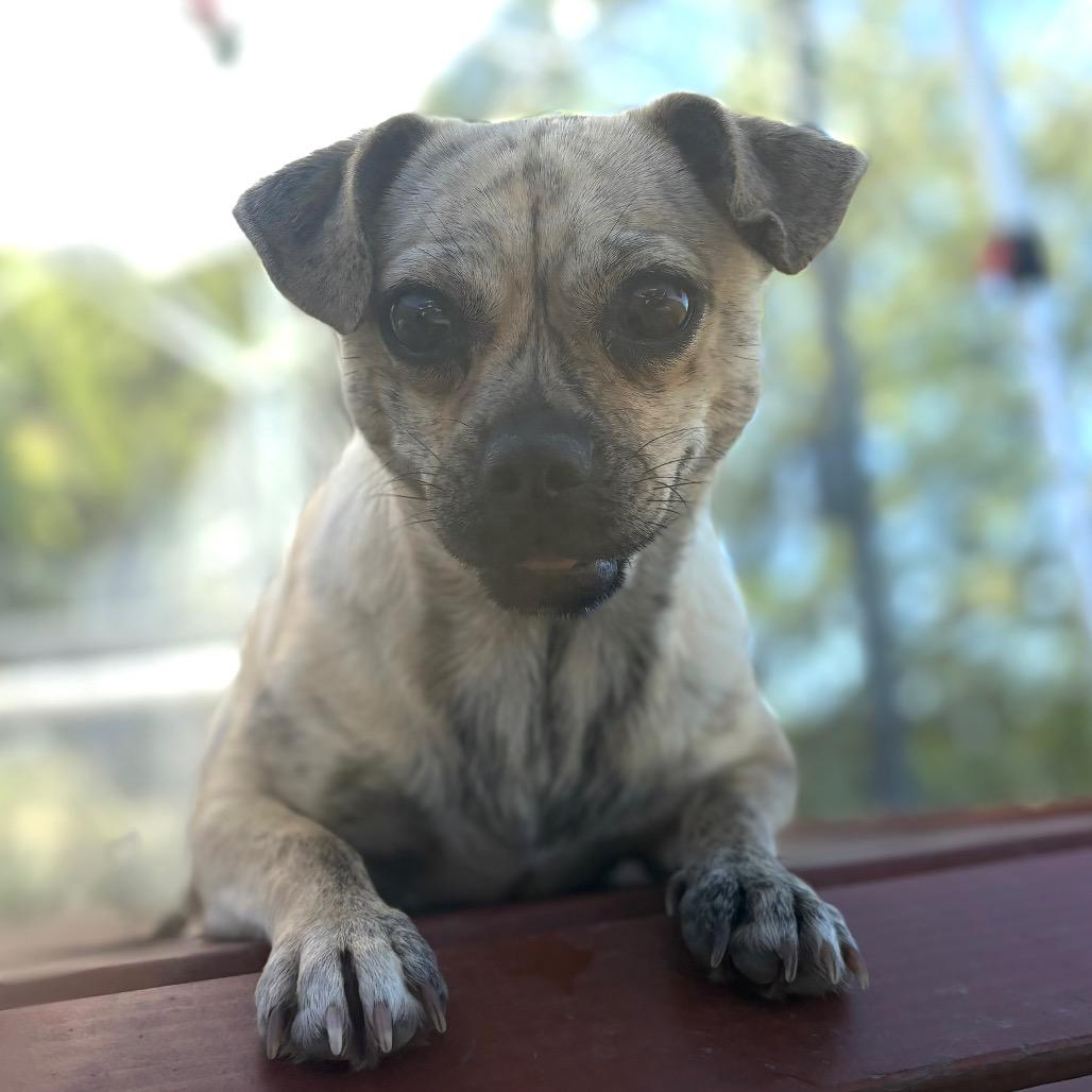 Enlarge Pansy, a Adoptable mixed breed in San Pablo, CA image 6/6