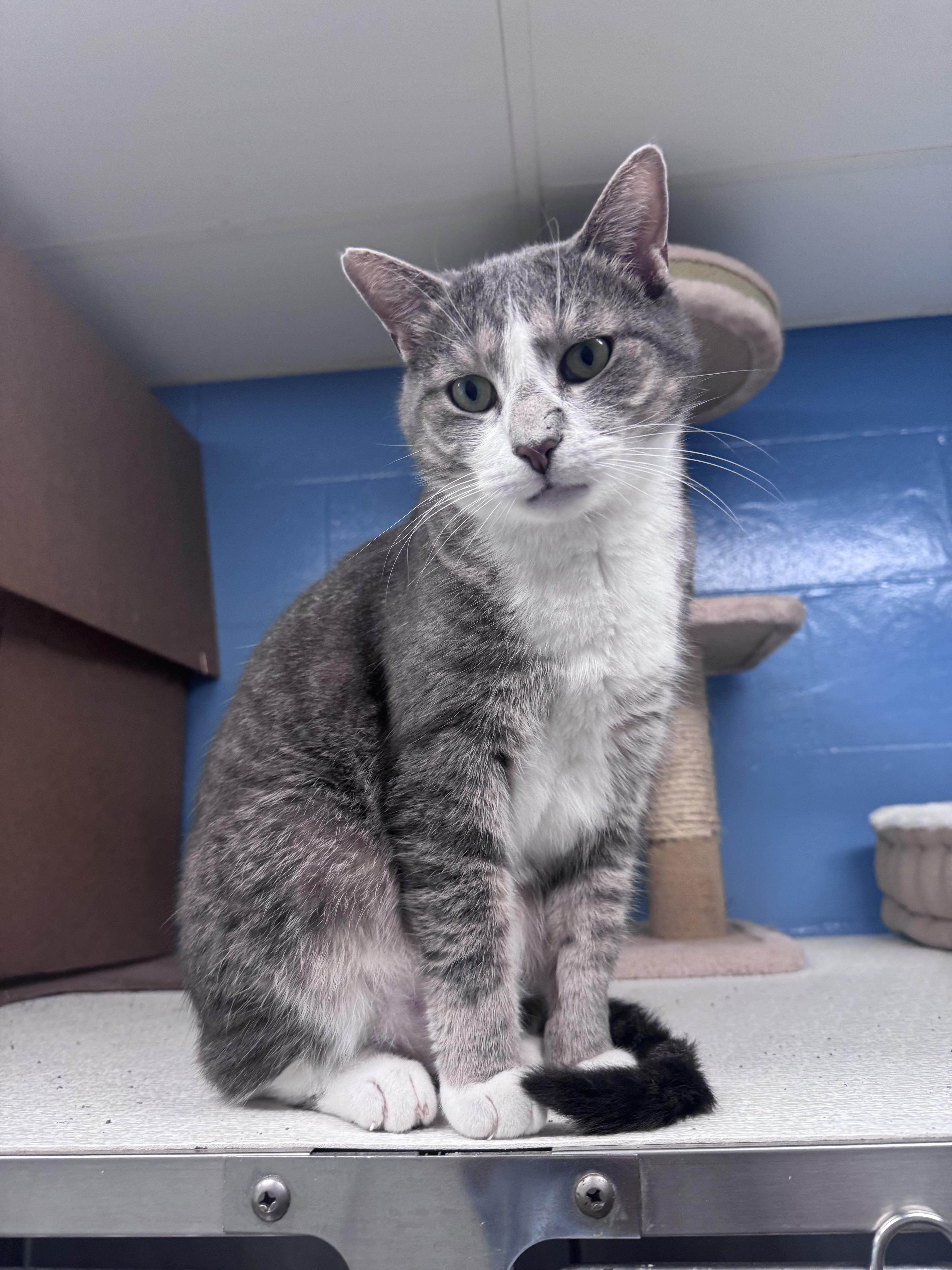 Haymitch, Adult Male Domestic Short Hair