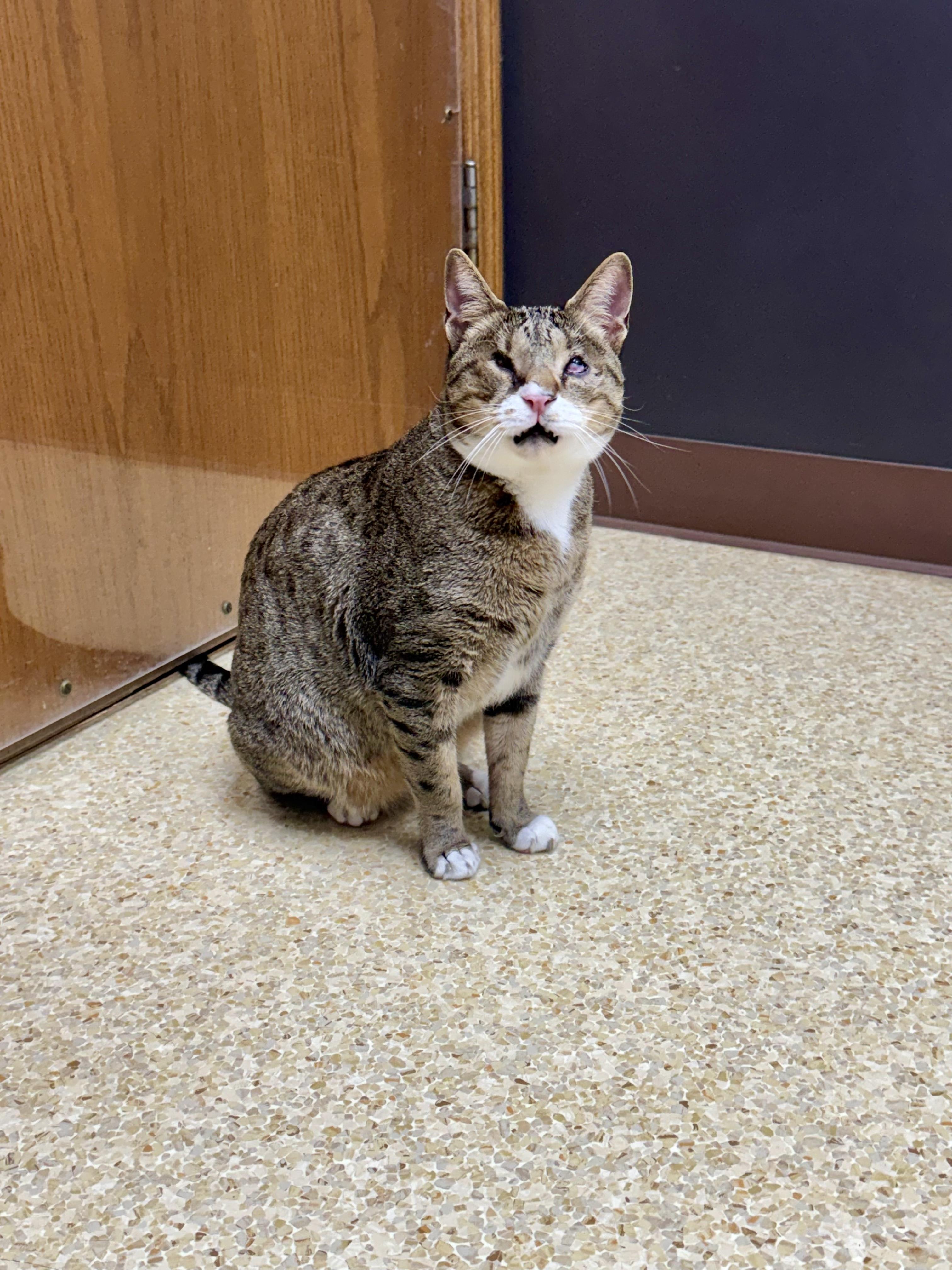 Davy Jones, ADOPTABLE, Adult Male Domestic Short Hair.