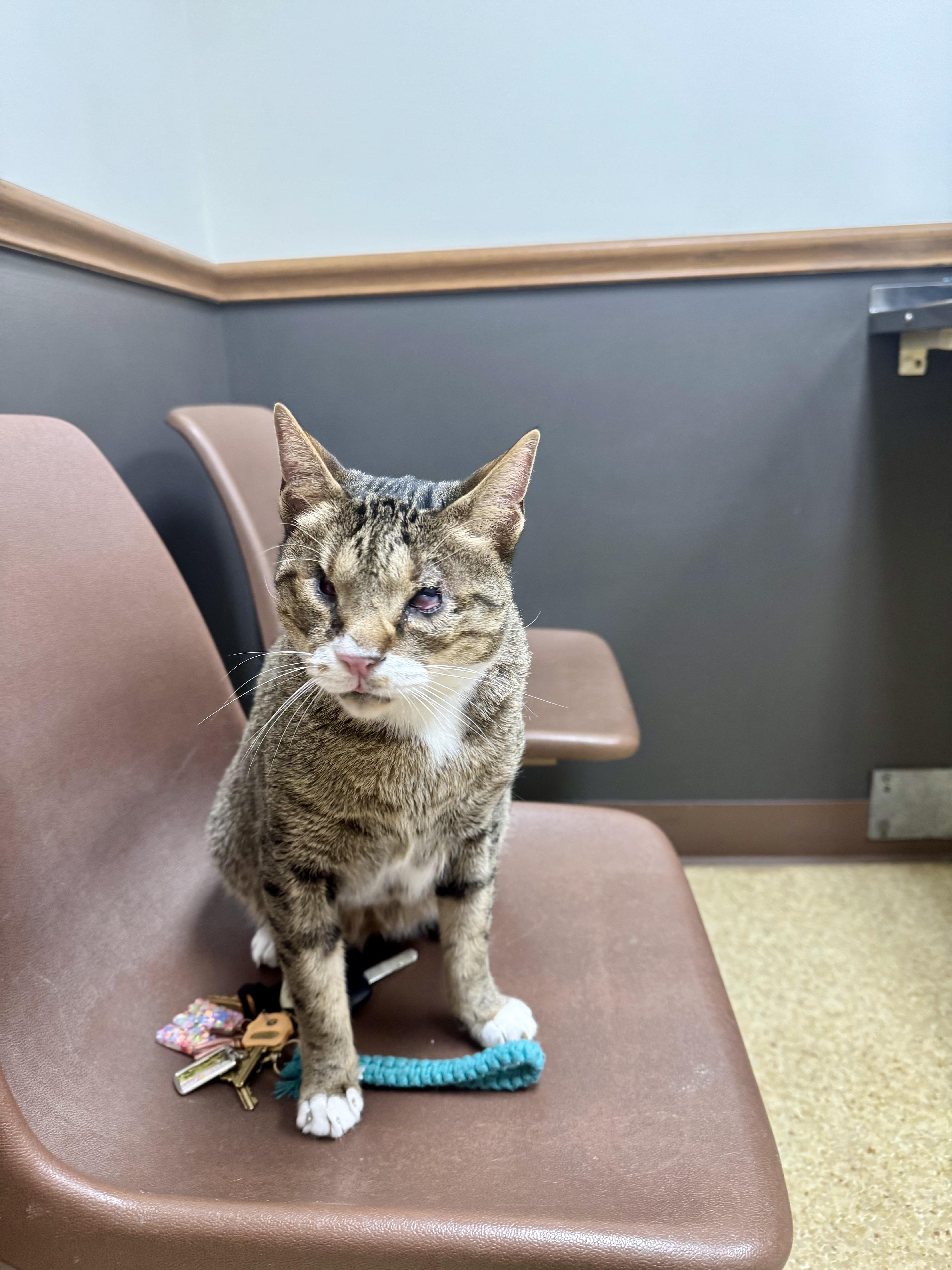Davy Jones, a ADOPTABLE Domestic Short Hair in Austintown, OH image 2/2