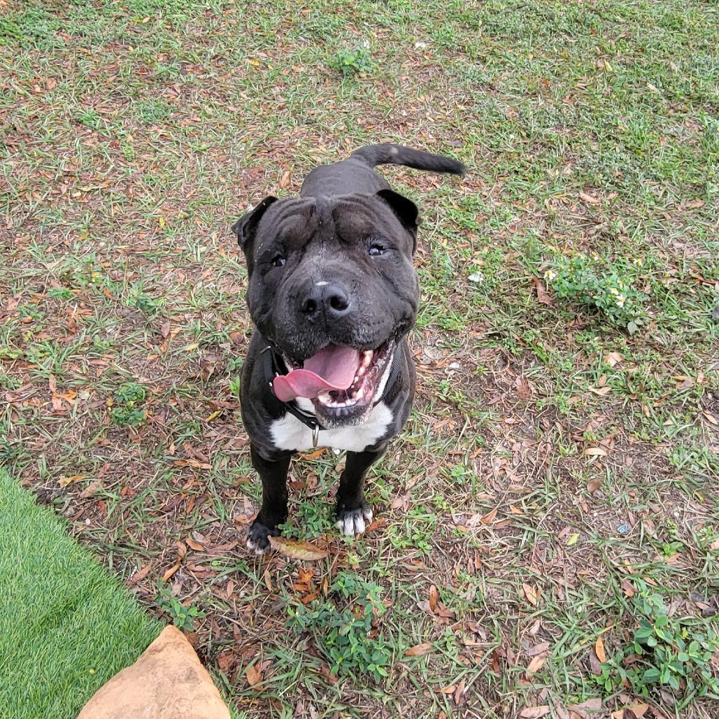 Enlarge Kimbo, a Adoptable mixed breed in Lake Panasoffkee, FL image 5/6