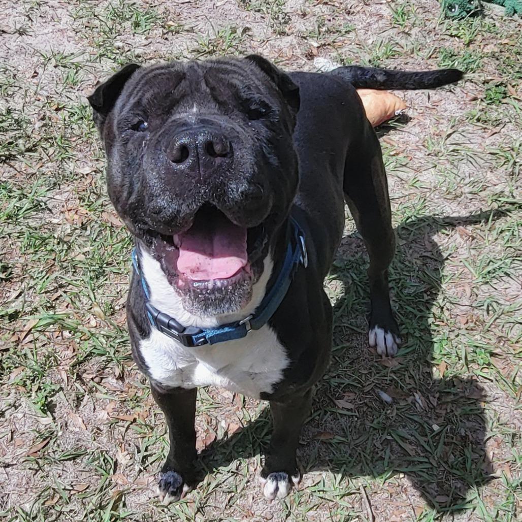 Enlarge Kimbo, a Adoptable mixed breed in Lake Panasoffkee, FL image 6/6