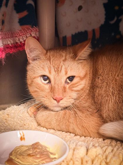Tigger, ADOPTABLE, Adult Male Domestic Short Hair.