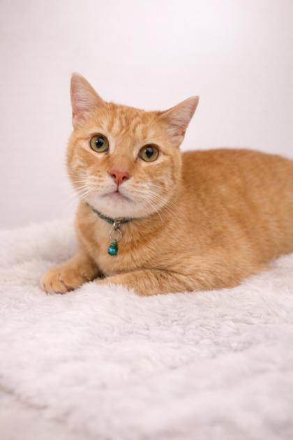 Enlarge Tigger, a ADOPTABLE Domestic Short Hair in Missoula, MT image 2/2