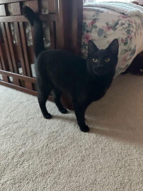 Enlarge Panther (26-002), a Adoptable Domestic Short Hair in Ocean Pines, MD image 1/3
